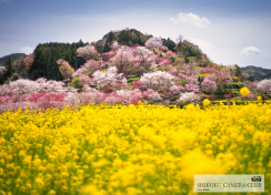 いろどり四国 【西川花公園】