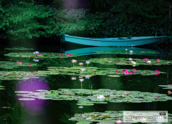 いろどり四国 【北川村「モネの庭」マルモッタン】